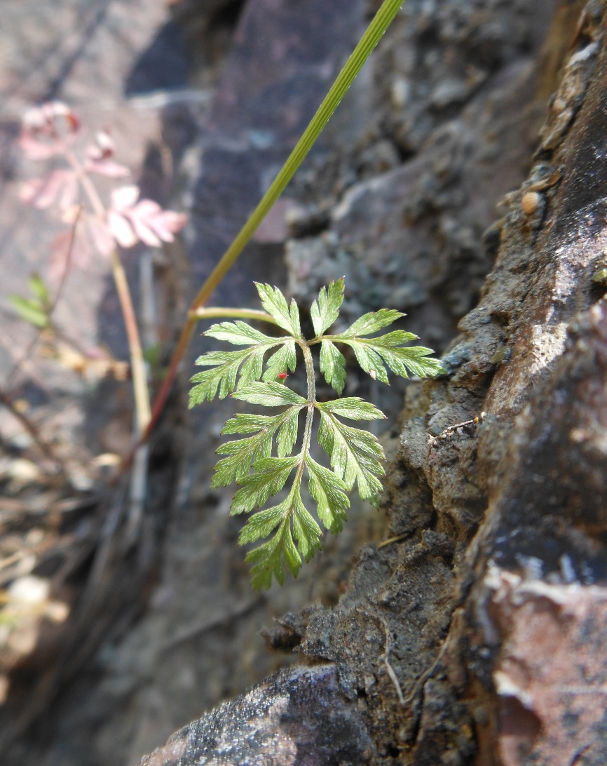 Torilis africana  (=Torilis arvensis subsp. purpurea) / Lappolina purpurea